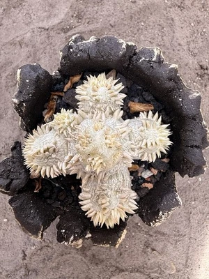 Pachypodium brevicaule - Image 1 of 2