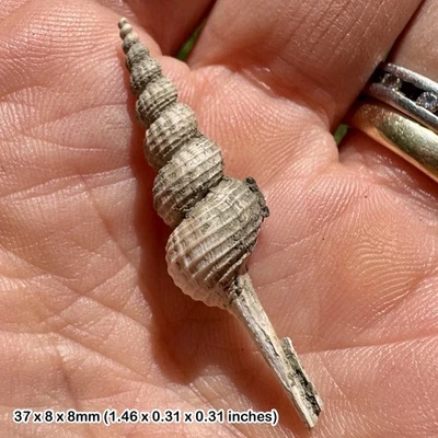 Fossil Gastropod Fusinus asper, Barton Beds, Eocene - Alum Bay, Isle of Wight, - Image 1 of 2