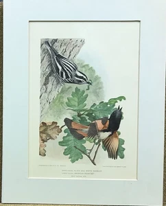 Louis Agassiz Fuertes Black And White Warbler Redstart Original Old Bird Print - Picture 1 of 1