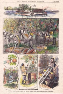 1883 Orange Grove St Johns Florida 11x15 HAND COLORED ENGRAVING PRINT Read P143 - Picture 1 of 2