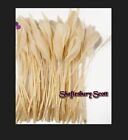 Long Light Coffee Feathers X 10 Ideal For Millinery Work Plus Arts & Craft Work.