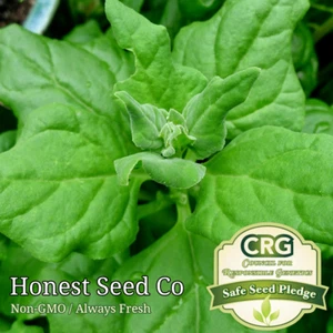 Spinach Seeds New Zealand | Non-GMO Bulk Spinach Seeds from USA Ships Free - Picture 1 of 3
