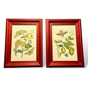 Pair of Maria Sibylla Merian Botanical Insect Prints in Red Wood Frames w/ Glass - Picture 1 of 5