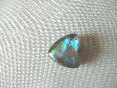 (J-491) triangle Green blue Ammolite fossil shell cabochon nautilus for jewelry - Image 1 of 2