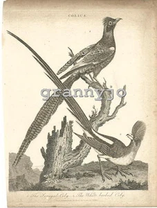 Original 1802 Copperplate Engraving of THE Lenegal & White Backed Coly by J.Pass - Picture 1 of 2