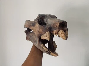 Réplique crane de lion marsupial Thylacoleo carnifex - Picture 1 of 3