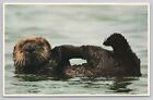 Postcard Sea Otter along the Monterey Coast California