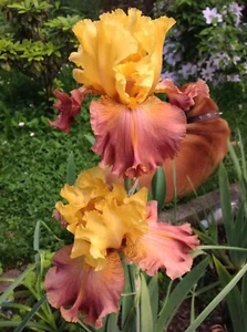 Bearded Tall Iris 'Good Point' (Michael Sutton, R. 2008)- rhizome - Picture 1 of 2