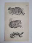 Antique Print 1870 Carnivora Engraving Racoon Coati Mondi &amp; Skunk Animals Art