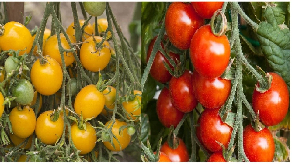 Small Red & Yellow Cherry Tomato Seeds | Heirloom | Non-GMO | Fresh Veg Seeds - Image 1 of 1