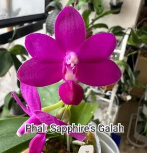 FPOrchids Phal. Sapphire's Galah - Picture 1 of 6