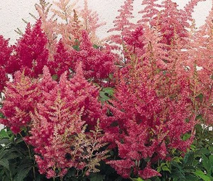 ASTILBE SHOWSTAR MIXED COLORS Astilbe Arendsii - 150 Bulk Seeds - Picture 1 of 1