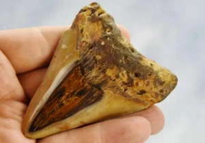 Megalodon Shark Teeth XLG Real FOSSIL 5 - 24 million year old 92mm 3.4" 611dd - Picture 1 of 10