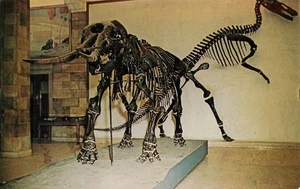 Cartolina dinosauro Sussex County Mastodon & Duck-Billed New Jersey Museum - Foto 1 di 2