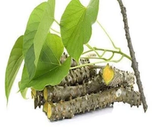 Tinospora Cordifolia Giloy Plant Fresh Stems Guduchi Giloysticks 50g Immunity - Picture 1 of 3
