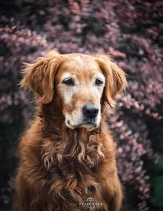Sony E Fit Lens Helios 44-2 Swirly Bokeh Portrait Lens Dreamy Artistic - Picture 1 of 7