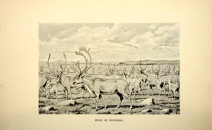 Herd of Reindeer : Arthur Heming : 1898 –Art Print Canadian Wilderness Engraving - Picture 1 of 2