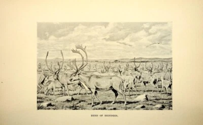 Herd of Reindeer : Arthur Heming : 1898 –Art Print Canadian Wilderness Engraving - Image 1 of 2