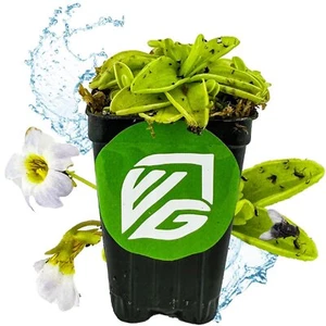 Butterwort - Pinguicula primuliflora - Picture 1 of 6