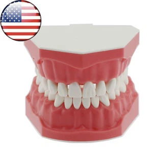 Dental 1:1 Model Brushing Flossing Practice Teeth Typodonts Model Teach Study - Picture 1 of 6