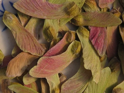 20 Fresh Acer Palmatum 'Northern Glow' Ornamental Japanese Maple Tree Seeds - Image 1 of 4