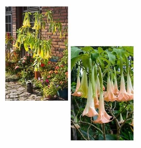SAMEN Herbst Angebot zwei Engelstrompeten wunderschöne große Blüten gelb u rosa - Bild 1 von 1