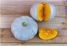Winter Squash Crown Prince F1 - 6 Industry Quality seeds