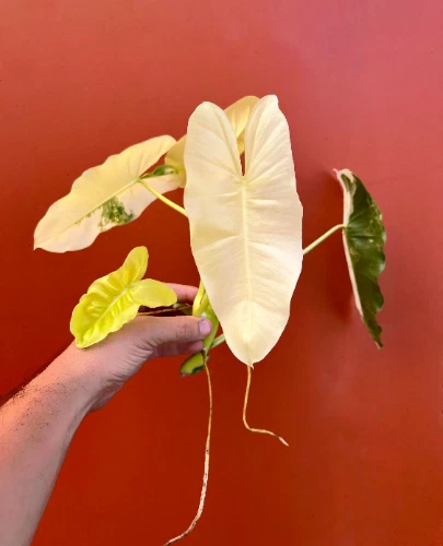 Variegated Burle Marx Philodendron Cutting | Air Roots w/ Nodes | House Plant - Image 1 of 4