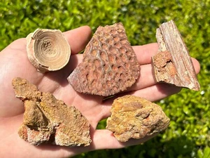 Kem Kem Fossils LOT Dinosaur Crocodile Shark Morocco Scute Vertebrae - Picture 1 of 9