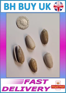 5 x OLIVE AQUARIUM SNAIL SHELLS DECORATION CRAFTS HERMIT CRAB (O04) - Picture 1 of 2