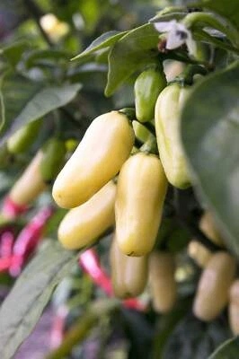 SEEDVILLE USA 50 Hot WHITE HABANERO PEPPER Capsicum Chinense Vegetable Seeds
