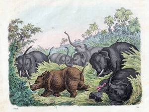 Rhinozeros im Kampf mit Elefanten. Altcolorierte Lithografie von 1861 - Bild 1 von 1