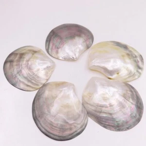 5 PCS 70mm-80mm  Shell Natural Mother of Pearl No Hole Collectibles - Picture 1 of 4
