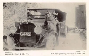 GIBRALTAR - Rock monkeys taking possession of Motor Car - Publ. Bealand, Malin & - Picture 1 of 2