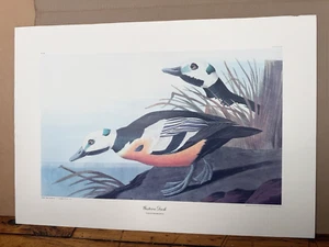 Vintage Audubon Reproduction Art Print R. Havell Western Duck #86 30"x21" Size - Picture 1 of 7