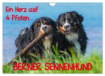 Ein Herz auf 4 Pfoten - Berner Sennenhund (Wandkalender 2026 DIN A4 quer), CALVE - Bild 1 von 4