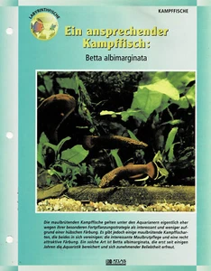 Der Kampffisch Betta albimarginata / Aquariuminfokarte - Bild 1 von 1