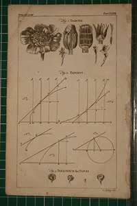 1764 ANTIQUE PRINT ~ BOTANY TAGETES TANACETUM TANZY ~ TANGENT - Picture 1 of 1