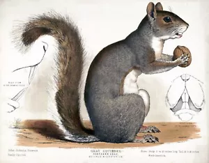 9582.Decoration Poster.Room Wall art.Home decor.Gray Squirrel.Science.Nature - Picture 1 of 1