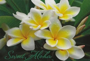 POSTCARD Hawaii Yellow Plumeria Flowers for Leis MINT - Picture 1 of 1