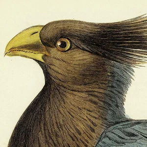 1836 Swainson & Jardine Hand-Colored Bird Engraving, Pl. 20, PLAINTAIN EATER - Picture 1 of 6