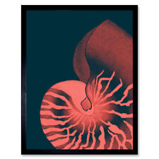 Pink Seashell Nautilus Wall Art Print Framed 12x16