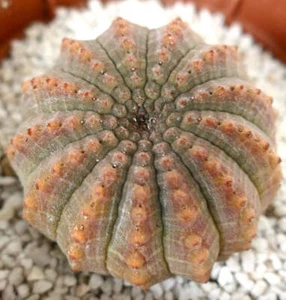 Euphorbia obesa MULTICOSTATUS form - - Picture 1 of 4