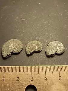 Lot Ammoniten Fossilien Versteinerung Deko alte Sammlung unbestimmt #1 - Bild 1 von 2