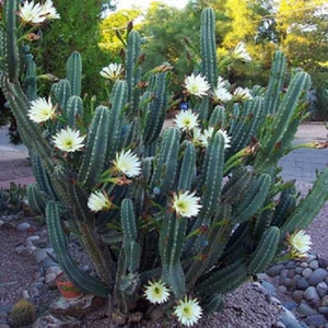 Cereus hildmannianus REINA DE LA NOCHE cactus florecientes rara semilla de flor 50 SEMILLAS - Imagen 1 de 1