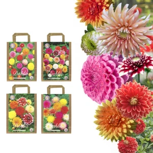 Dahlien Knollen Blumenzwiebeln dahlienknollen Mix Set Blühpflanzen Garten Balkon - Bild 1 von 10