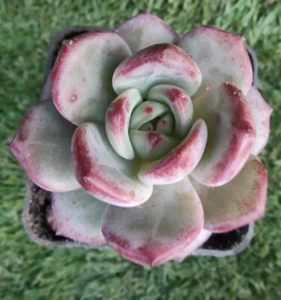 Echeveria inseparable king bird    7cm diameter - Bild 1 von 3
