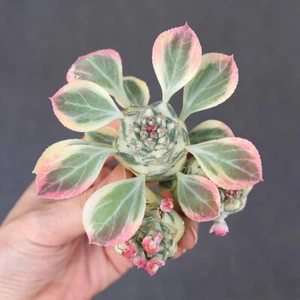 3cm Monadenio.Ritchieri Variegado Blanco Jardín Interior Exterior Hermoso Raro - Imagen 1 de 9