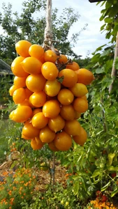 10 graines de tomate ancienne rare Piennolo Giallo del Vesuvio beauté et saveur - Picture 1 of 12