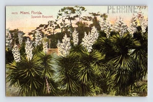 Postcard Florida Miami FL Spanish Bayonette 1910s Unposted Divided Back - Picture 1 of 2